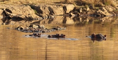 Hippopotamus amphibius
