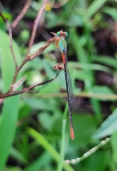 Ceriagrion cerinorubellum