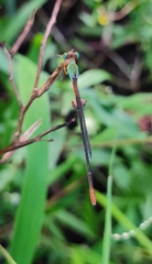 Ceriagrion cerinorubellum