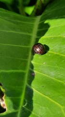 Chrysolina americana