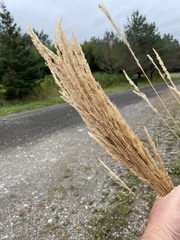 Calamagrostis × acutiflora