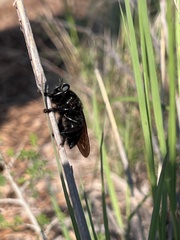Mallophora leschenaulti