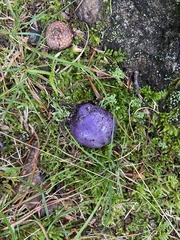 Cortinarius violaceus