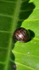 Chrysolina americana