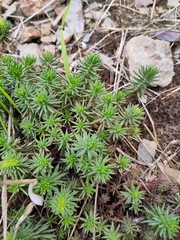 Petrosedum rupestre