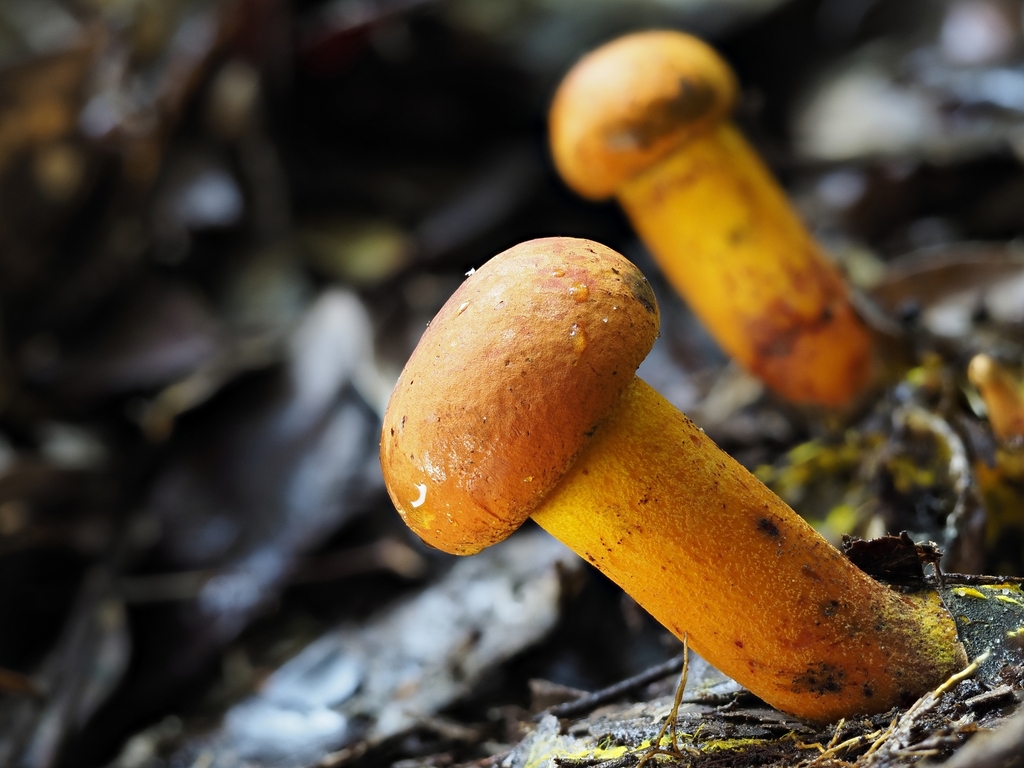 Crocinoboletus