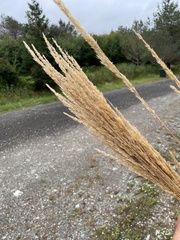 Calamagrostis × acutiflora