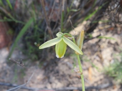 Albuca