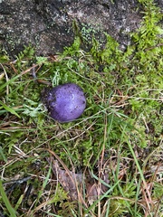 Cortinarius violaceus