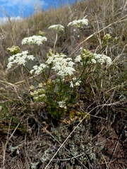 Kitagawia baicalensis
