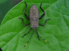 Anoplocnemis