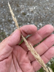 Calamagrostis × acutiflora