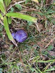 Cortinarius violaceus