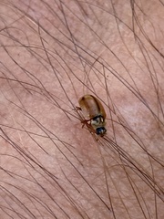 Aphidecta obliterata