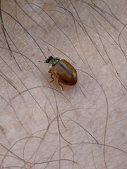 Aphidecta obliterata