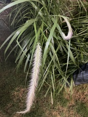 Cenchrus polystachios