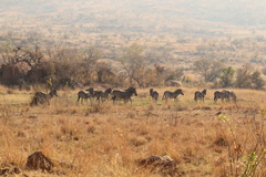 Equus quagga