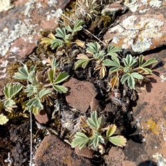 Potentilla acaulis