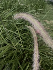 Cenchrus polystachios