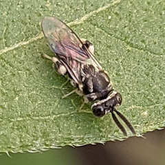 Chalcididae