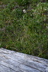 Carex macrogyna