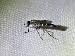 Ozodiceromyia