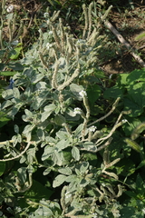 Heliotropium europaeum