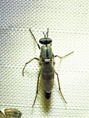 Ozodiceromyia