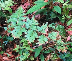 Selaginella willdenowii