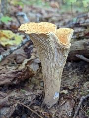 Turbinellus floccosus