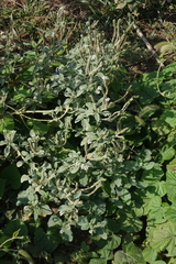 Heliotropium europaeum