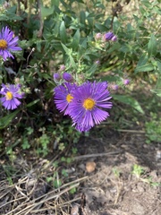 Symphyotrichum novae-angliae