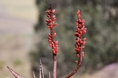Aloe ferox