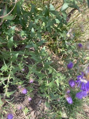 Symphyotrichum novae-angliae