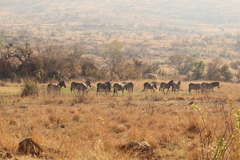 Equus quagga