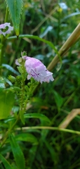Physostegia