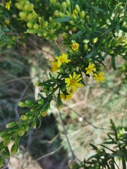 Dittrichia viscosa