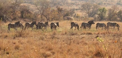 Equus quagga