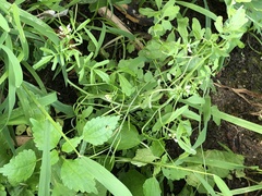 Cardamine pensylvanica
