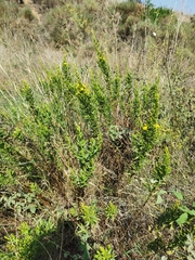 Dittrichia viscosa