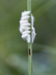 Microgastrinae