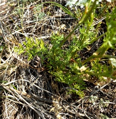 Kitagawia baicalensis