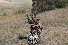 Aloe ferox