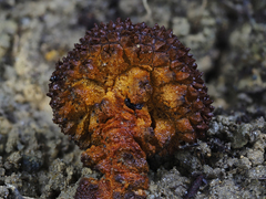 Pisolithus aurantioscabrosus