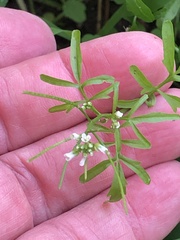 Cardamine pensylvanica