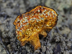 Pisolithus aurantioscabrosus