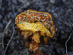 Pisolithus aurantioscabrosus