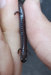 Batrachoseps gavilanensis