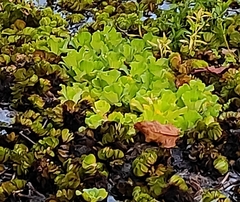 Pistia stratiotes