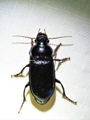 Harpalus caliginosus